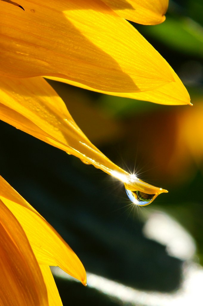 Sunflower Dew Drops 